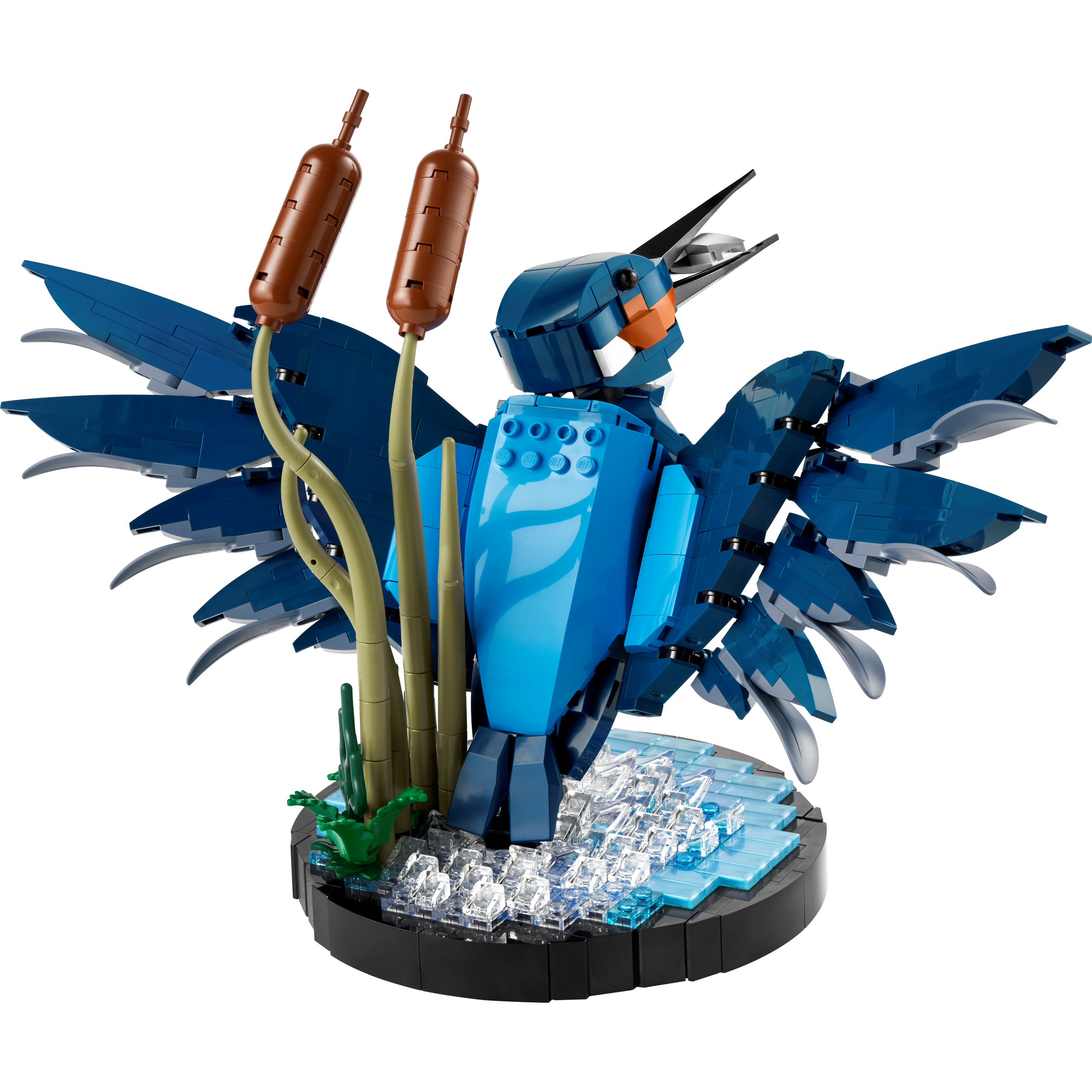 Kingfisher Bird