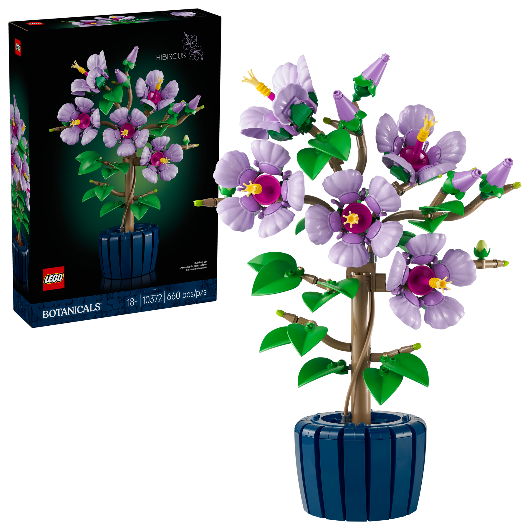 Hibiscus - Image 2