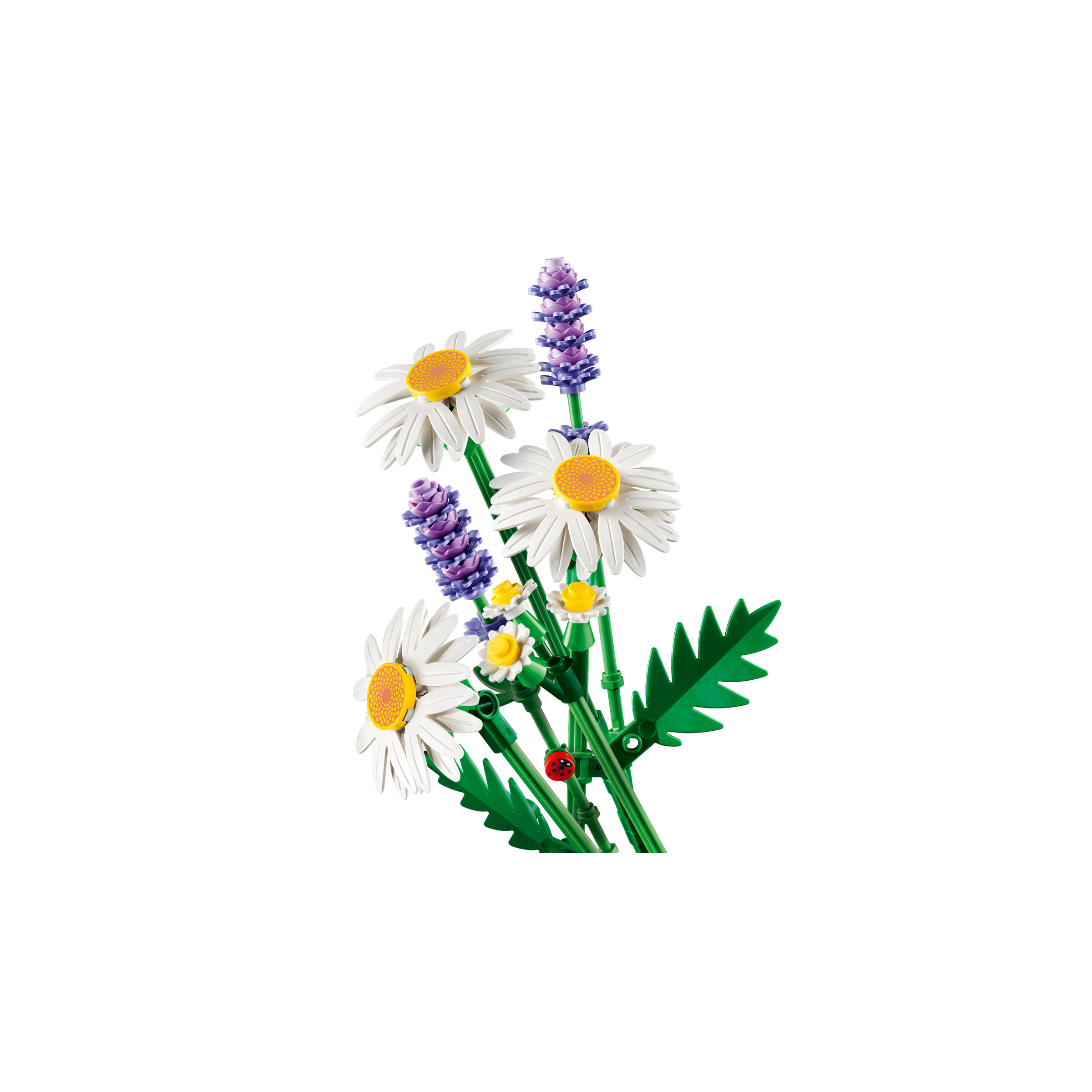 Daisies - Image 4