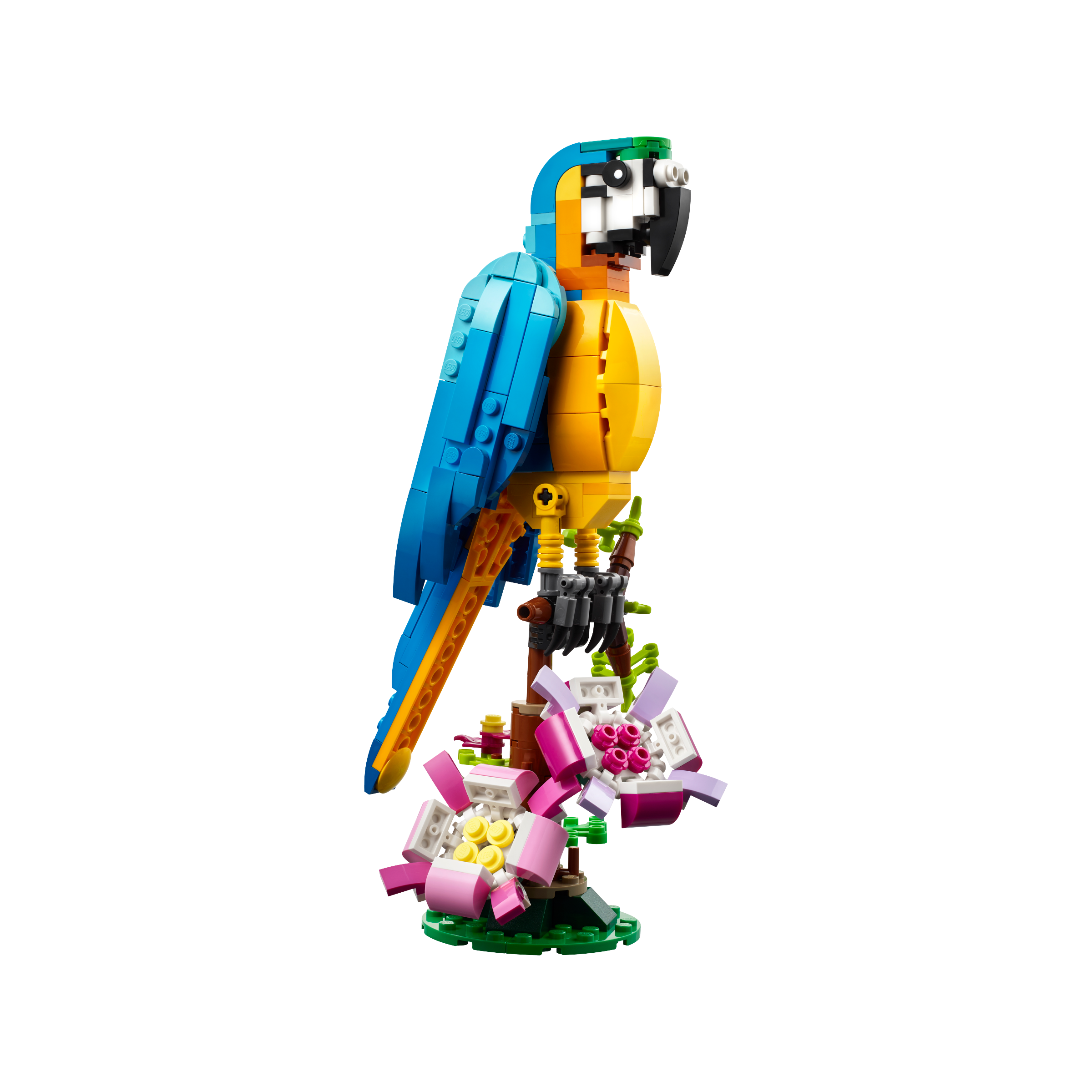 Exotic Parrot